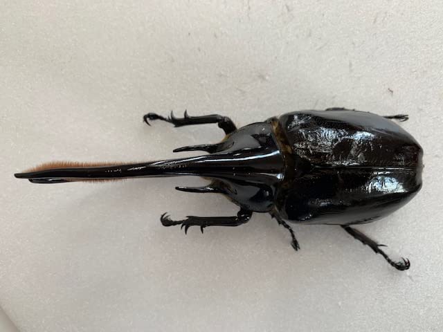 DDA】 ネプチューンオオカブト 成虫 ペア コロンビア/サタンデール 種